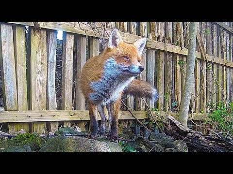 The Sound of a Fox Barking | Discover Wildlife | Robert E Fuller