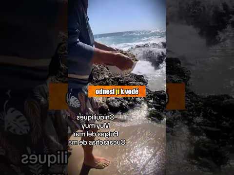 Na pláži jsou blechy? 😳🏖