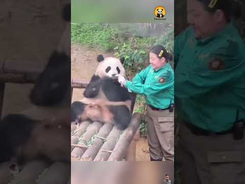 Panda teasing Aunt Oh | 판다가 오 이모를 괴롭혀요 #둥이 #cute #funny #animals