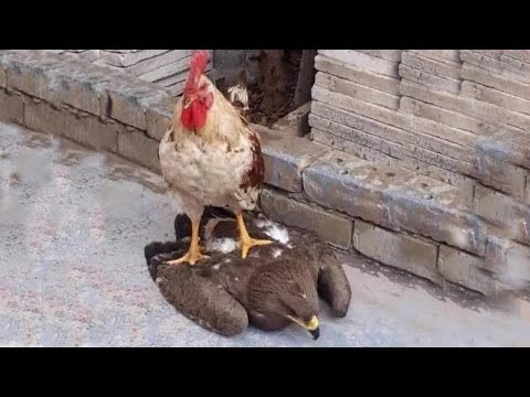 Не на того напал... Животные выбрали не того противника. Часть 2