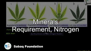 Minerals Requirement, Nitrogen