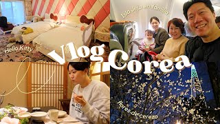 Vlog Corea | Viaje a la Isla Jeju en familia, Habitación de Hello Kitty, Flores de cerezo en Marzo