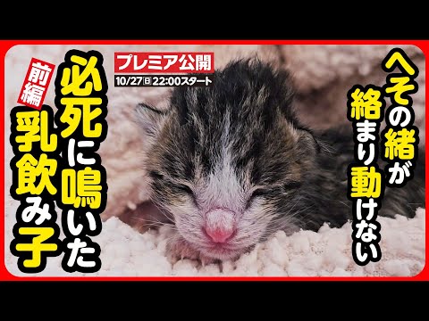 【子猫 保護】お母さん助けて...へその緒がついた乳飲み子2匹を緊急保護しました【前編】