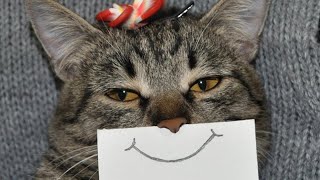 Приколы с животными / Смешные животные / смешные коты и собаки 5