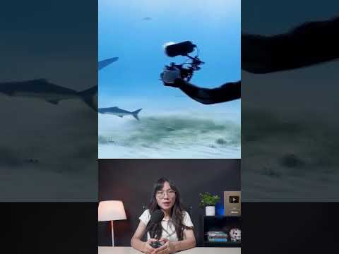 Người đẹp giải cứu cá mập con mới sinh #shorts #khampha #review #giaicuu #danhbat #haisan #viral