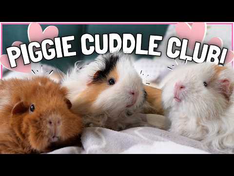 How to CUDDLE with your Guinea Pigs (The Right Way!)