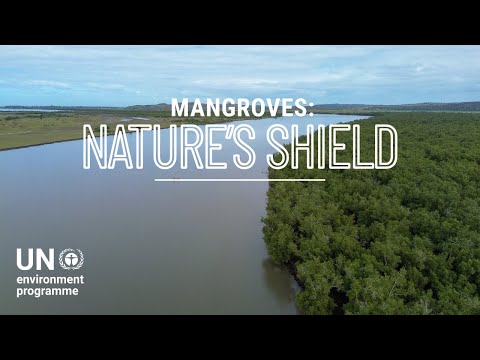 Mangroves, nature's climate shield