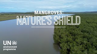 Mangroves, nature's climate shield