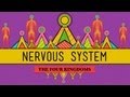 Exploring the Functions of the Nervous System