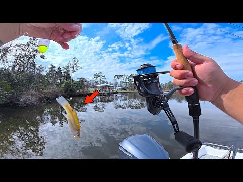 I Tossed! out this LIVE! Bull Minnow under a Cork and Caught my Lunch!...[Catch, Clean, & Cook]