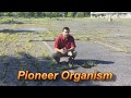 Pioneer Organisms and Ecological Succession