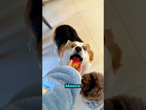 Они сошли с ума из-за этих лакомств! 🐾😂