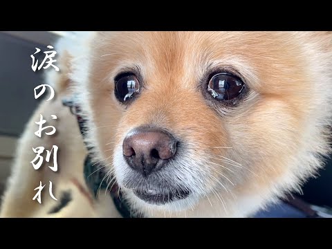 福島の実家が恋しくなり、愛犬が泣き出してしまいました…