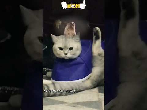 땅콩을 잃어 현타 온 고양이
