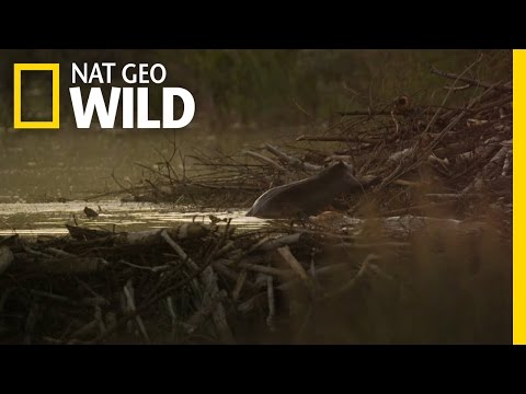 A Beaver Family in Jeopardy | Wild Yellowstone