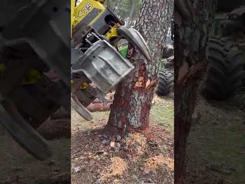 The Harvester’s Struggle:Taking Down a Forest Titán” #forest #lumberjack #johndeere #harvester #wood