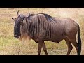 Wildebeest Migration and Behavior