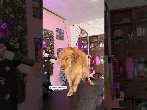 Lazy Golden Retriever at Groomer 😂🐶 #doggroomer #petshorts #pets #dog #dogshorts