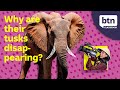 Elephant Evolution and Conservation Issues