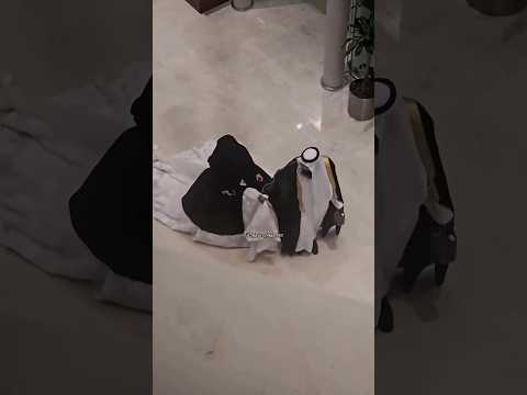 ايه الجمال ده اللهم بارك 🥹💗💗 هكمل سكتي معاكي 💓 #فرح_اسلامي #بدون_موسيقى