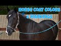 Horse Color and Markings Identification