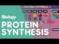 Protein Synthesis Concepts