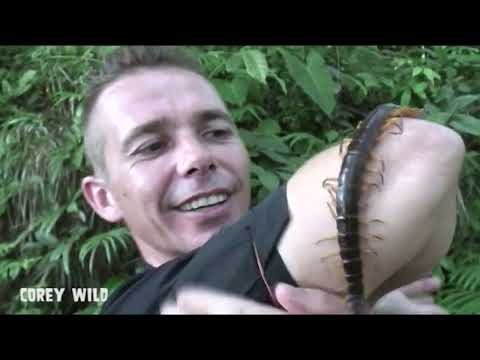 BIGGEST CENTIPEDE BUG-MAN! #centipede #giantcentipede #biggest  #bugman #insects