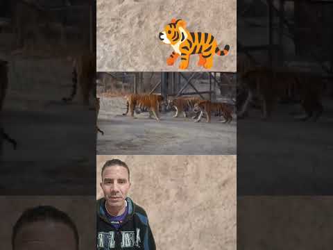Tigre-siberiano se APRESENTANDO aos tigres-de-bengala 🐯🐅😱 #jean360oficial