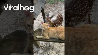 Cat Enjoys Being Groomed by Deer || ViralHog