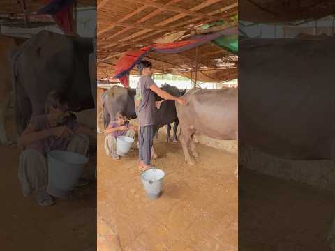 Dairy Farm Buffalo Milking 👍💯 #cow #baffalo #dairyfarm #farming #animals #cowvideos #cowlover #fyp