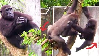 Ringo and Jabali have been having nonstop mid-air battles lately!😆🤪林戈和呷百二最近連續空中決鬥！
