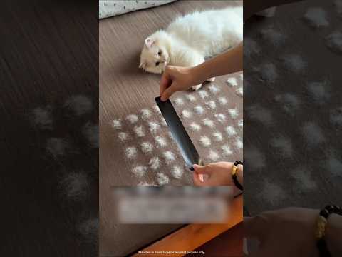 Different ways to clean cat hair #shortvideo