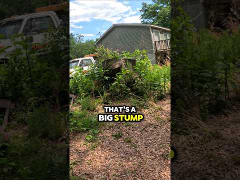 let's see if I can sell another job! #stumpgrinding #junkremoval