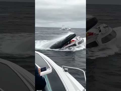 Big fish 🐟trying to eat boat 🛥️with peoples #fish #attack #sea #boat #trending #shorts