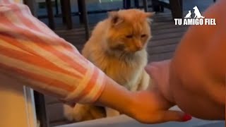 Pareja duró 6 años para que este gato callejero se rindiera y fuera adoptado | Tu Amigo Fiel