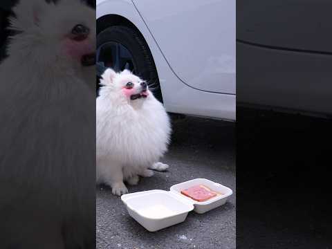 Making hamburgers for wanderers!#nico #smartnico #funny #cute #pets