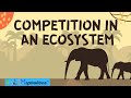 Exploring Ecosystem Competition and Relationships
