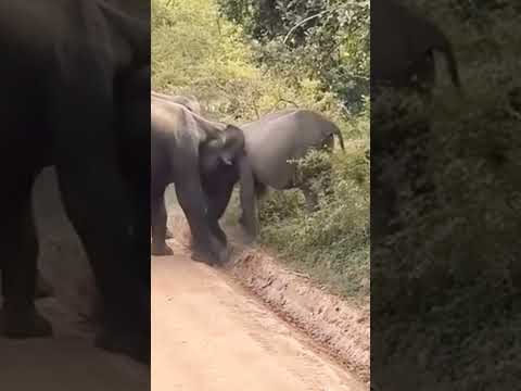 Baby Elephant Falls 😳 Watch How the Herd Rushes to Help || #shots #elephant #nature #wildlife