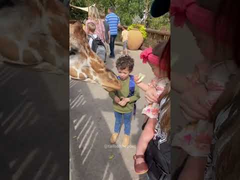 Giraffes 🦒🦒 #giraffe #wildlife #funnyvideos #zoo