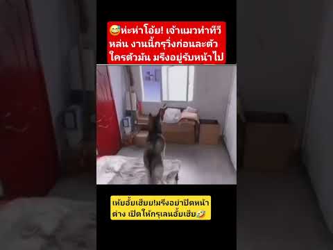มรึงอยู่รับหน้านุดไป #cat #cute #funny #มันนี่แมวป่วนเมือง #cutecat #ทาสเเมว #pet #pets #animals