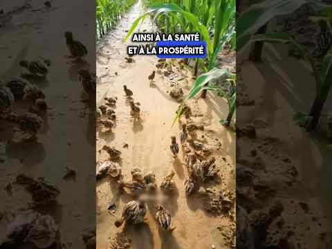 En Chine, les Perdrix Sont Devenues les Sauveurs de l'Agriculture! 🦜🌱 #shorts