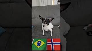 Brazil vs Norway #worldcup #worldcup2026 #soccerpredictions #roundof16 #dog #brazil #norway