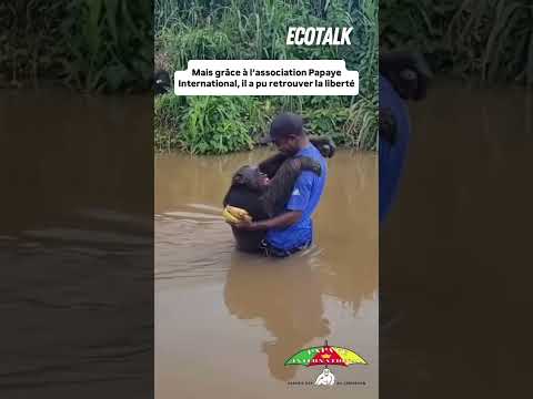 Des années après avoir été relâché, ce chimpanzé reconnaît le soigneur qui l’avait sauvé 🥹