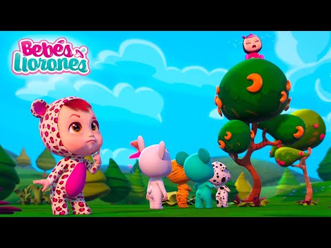 ¿Pero cómo ha llegado aquí? 🕵️‍♂️🤔⁉️ Dibujos animados para Niños en Español | Bebés Llorones