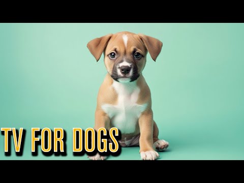 🎓 20 Hours of Dog Training TV | Calm Focus Music for Learning & Bonding
