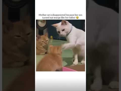 Oh 💀😂 #animals #cat #cats #cute #funny #memes #pet #petlovers #reel #catlife