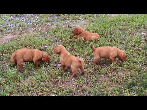 Fox Red Labrador Puppies For Sale South East 07 2021