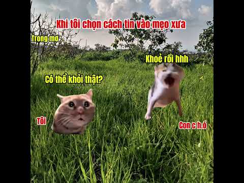 Khi tôi đang ngủ và vào giấc mơ #cat #meme #cat