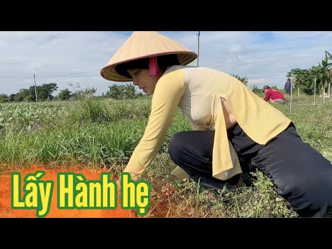 Cô Gái Quê ✅ Cùng nhóm Từ Thiện của Xóm đi lấy hành hẹ về Tặng bếp Ăn 0 Đồng
