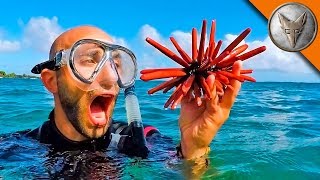 Fantastic Sea Creatures...and Where to Find Them!